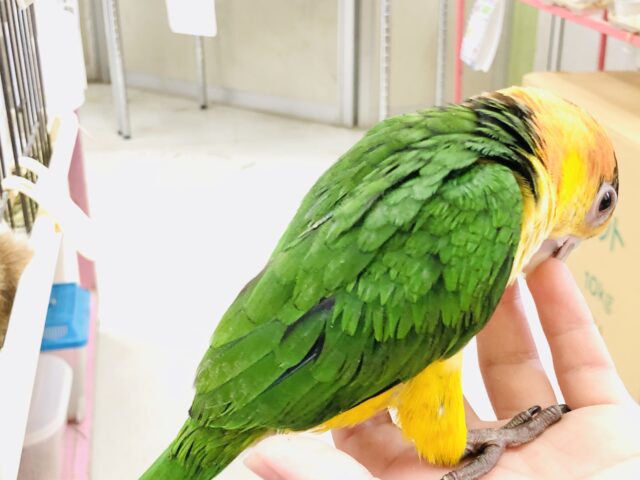 シロハラインコ