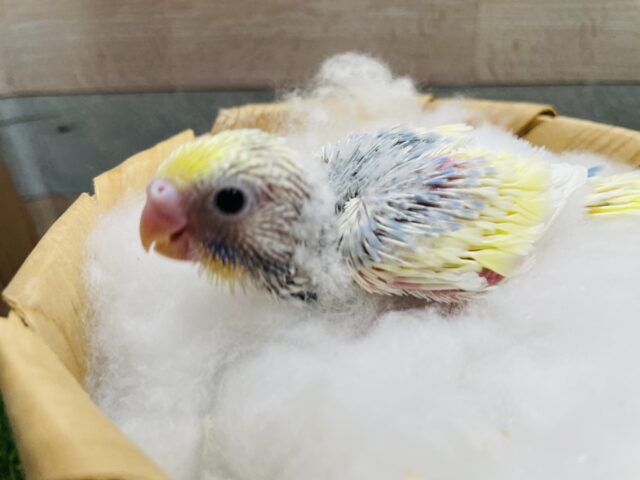 セキセイインコ