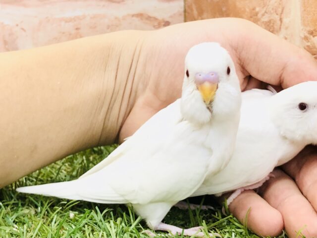 セキセイインコ