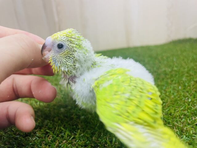 セキセイインコ
