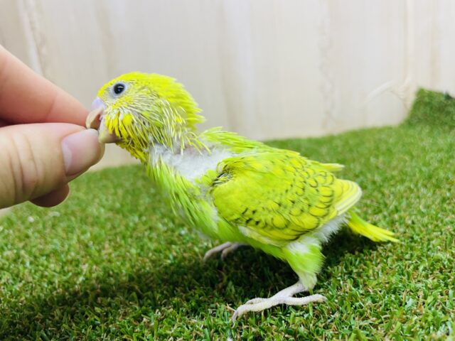セキセイインコ
