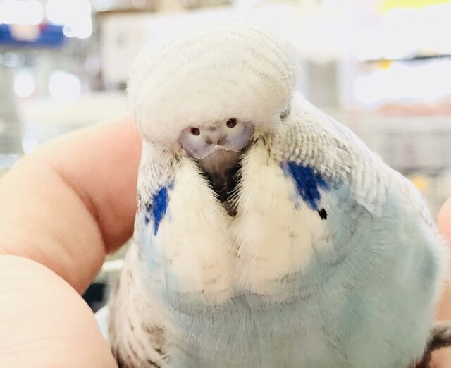 ジャンボセキセイインコ