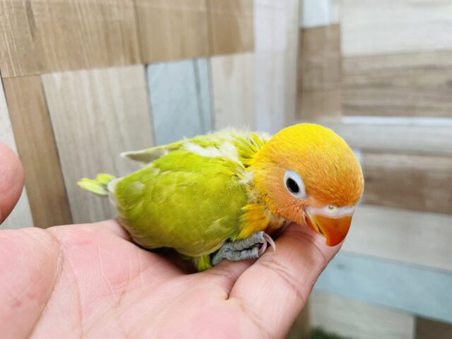 ヤマブキボタンインコ