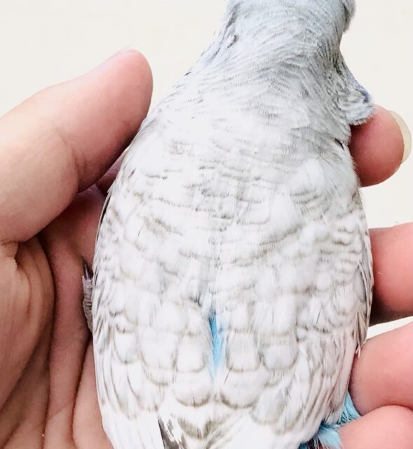 ジャンボセキセイインコ