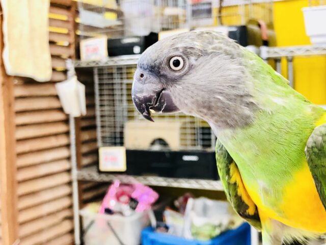 セネガルパロット