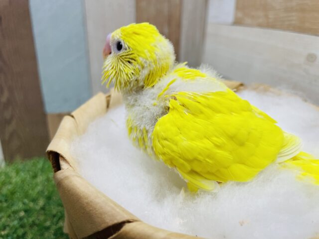 セキセイインコ