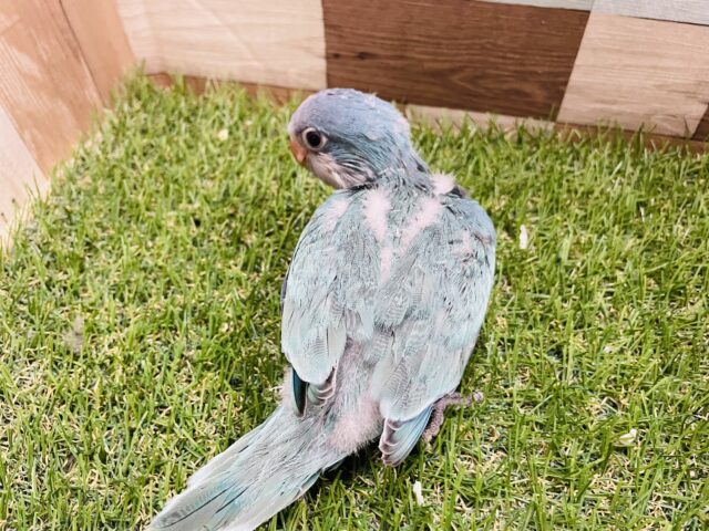 オキナインコ