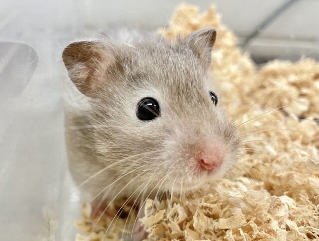 ゴールデンハムスター