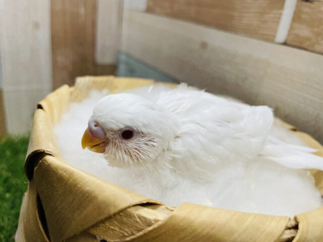 セキセイインコ