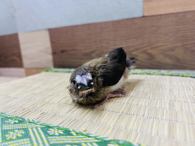 十姉妹（ジュウシマツ）