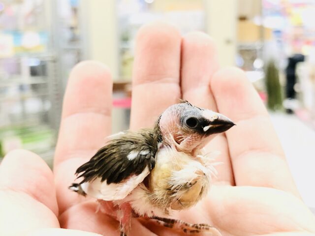 十姉妹（ジュウシマツ）