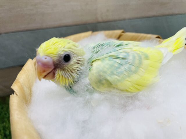 セキセイインコ