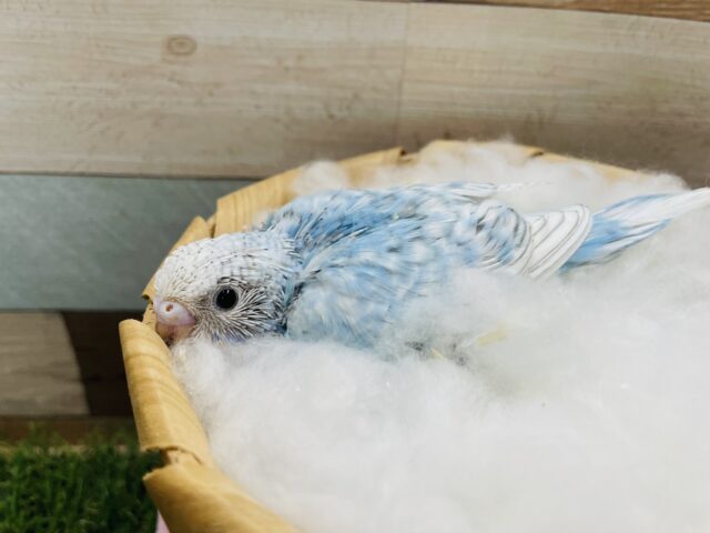 セキセイインコ