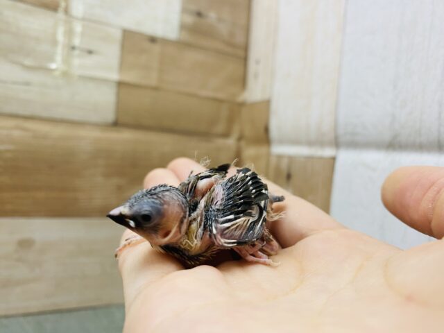 十姉妹（ジュウシマツ）