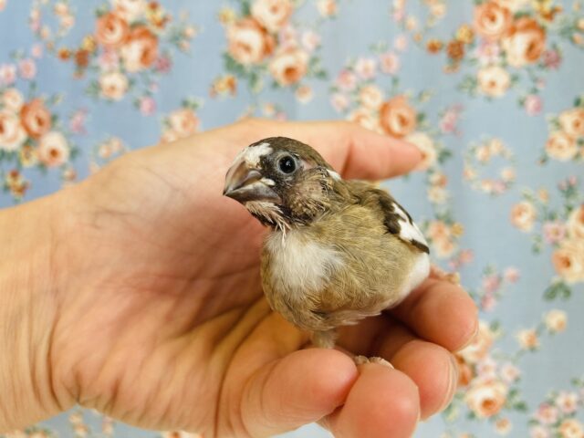 十姉妹（ジュウシマツ）