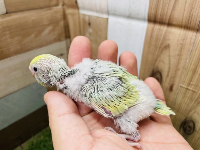 セキセイインコ