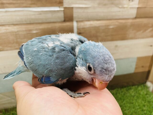 オキナインコ