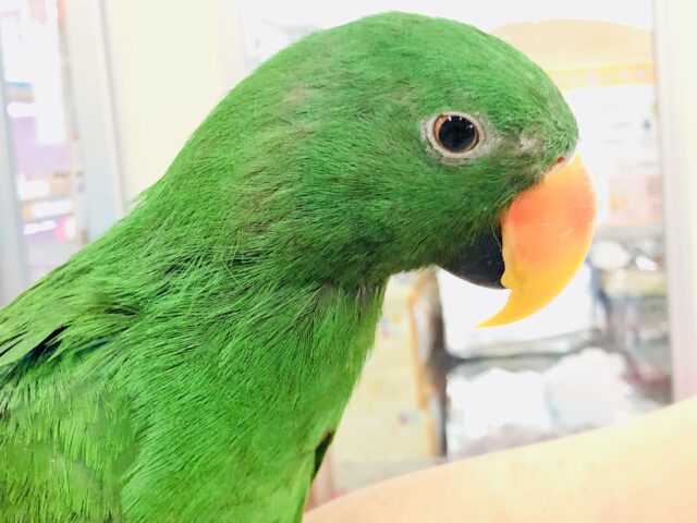 オオハナインコ