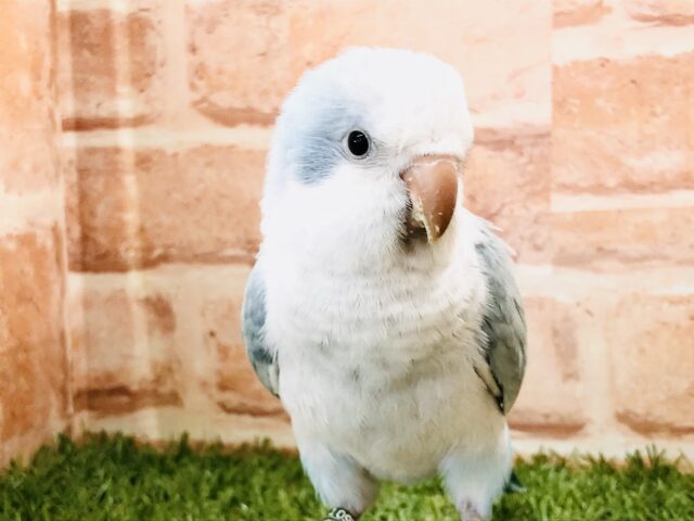 オキナインコ