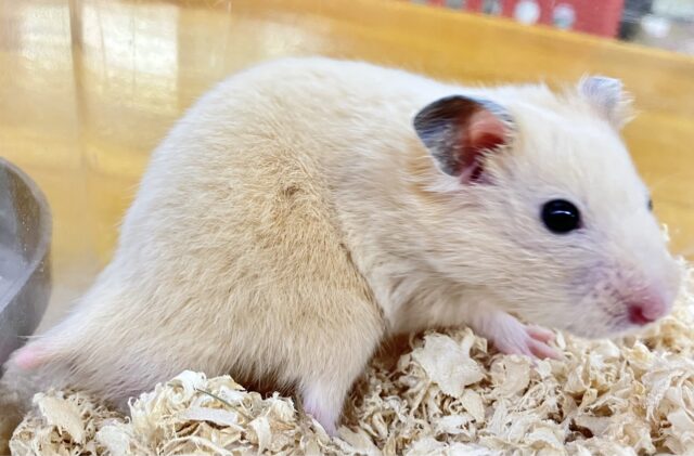 ゴールデンハムスター