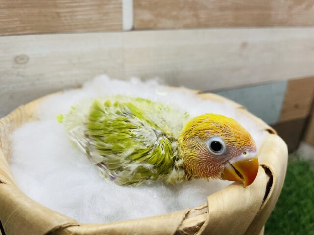 ヤマブキボタンインコ