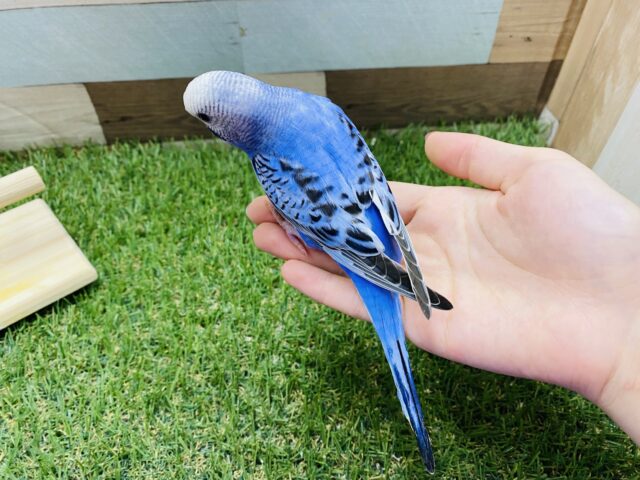 セキセイインコ