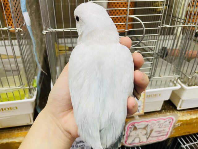 オキナインコ