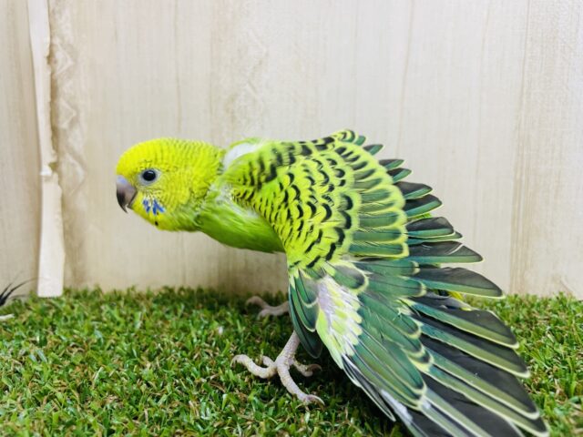 セキセイインコ