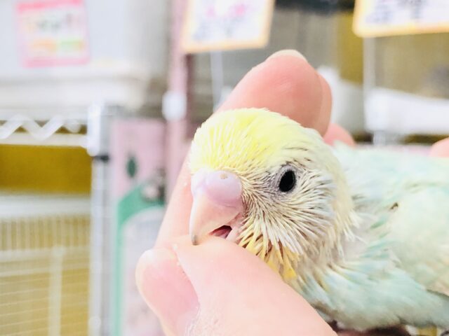 セキセイインコ