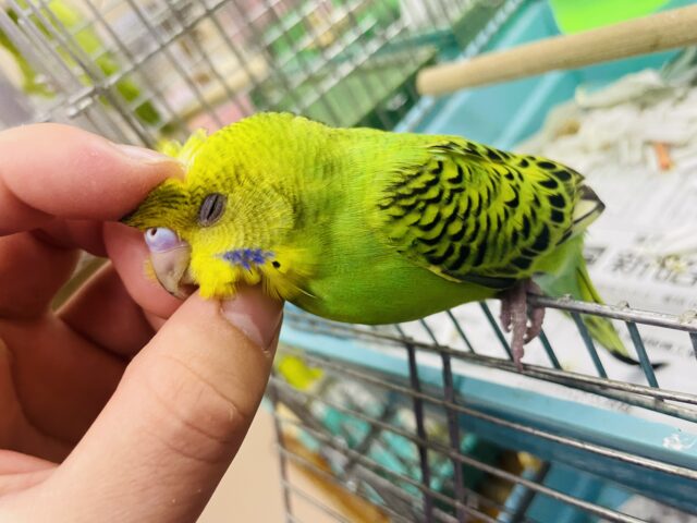 セキセイインコ