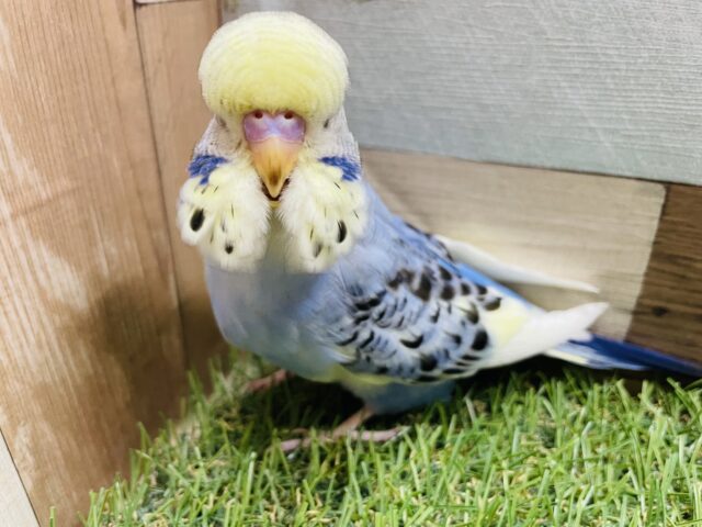 ジャンボセキセイインコ
