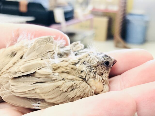 錦花鳥（キンカチョウ）