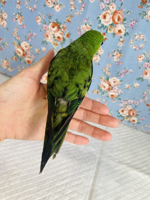 サザナミインコ
