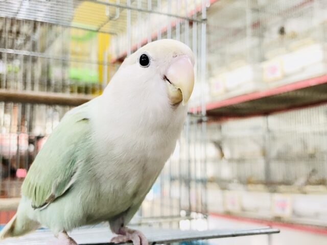 コザクラインコ（小桜インコ）