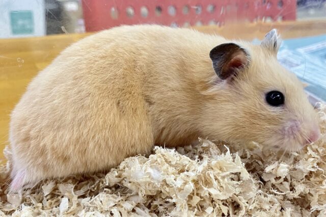 ゴールデンハムスター