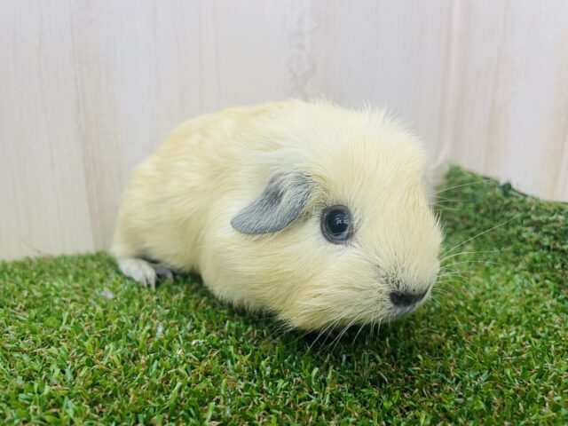 ロシアンモルモット