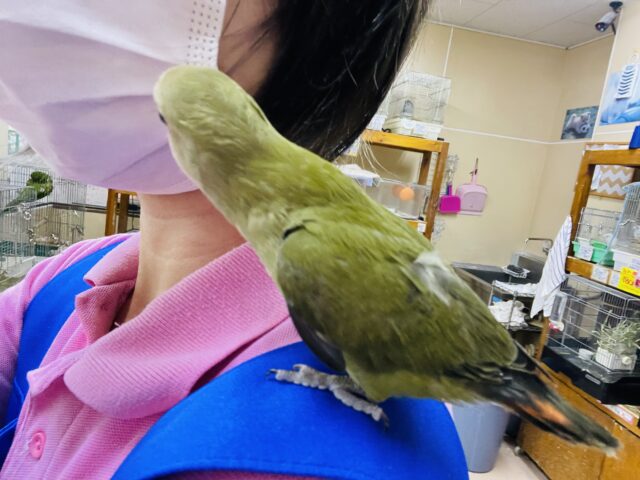 コザクラインコ（小桜インコ）