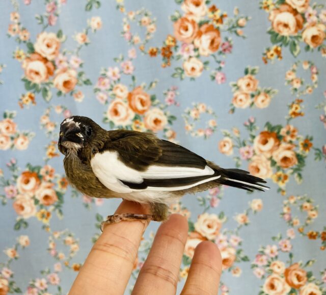 十姉妹（ジュウシマツ）