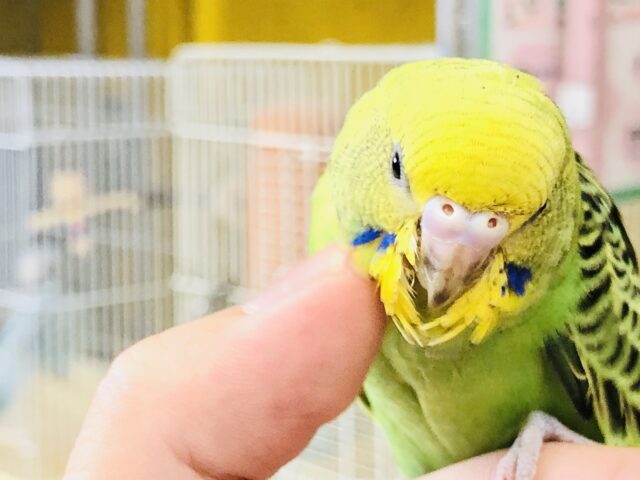 セキセイインコ