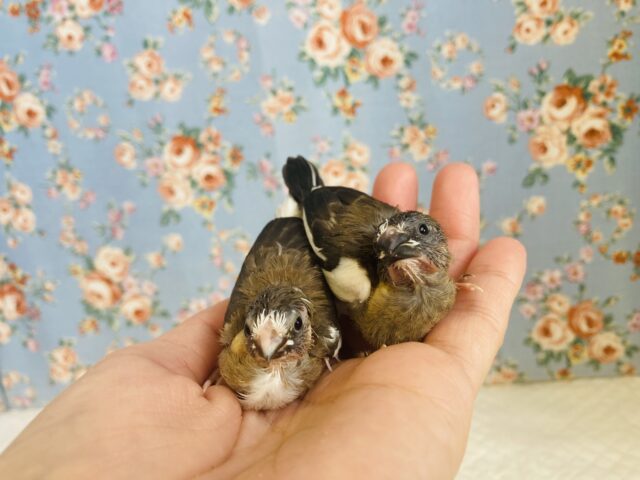 十姉妹（ジュウシマツ）