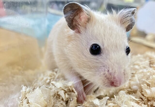 ゴールデンハムスター