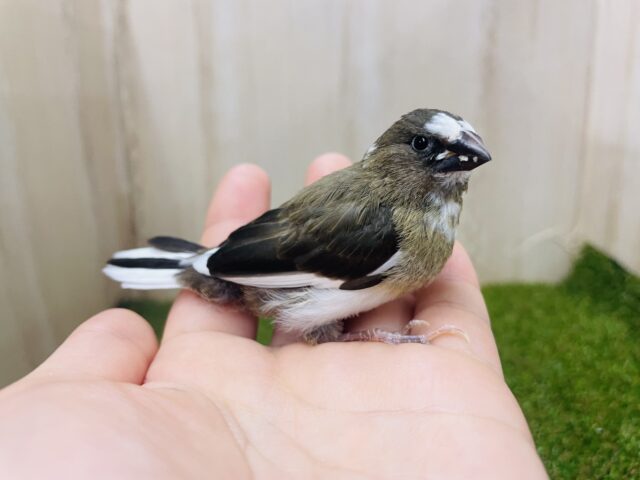 十姉妹（ジュウシマツ）