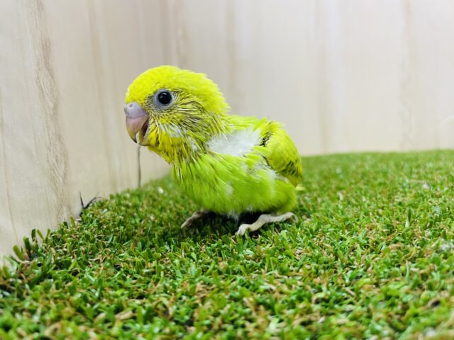 セキセイインコ