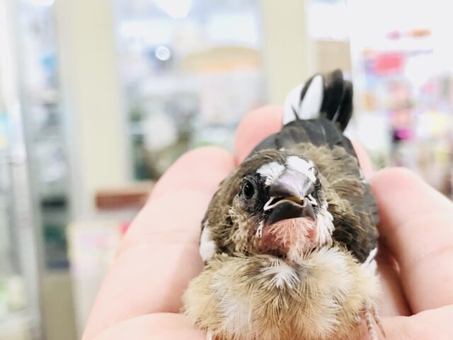 十姉妹（ジュウシマツ）