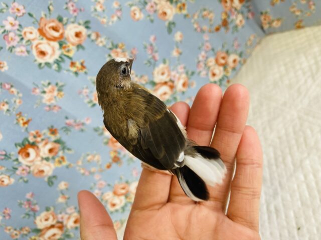 十姉妹（ジュウシマツ）