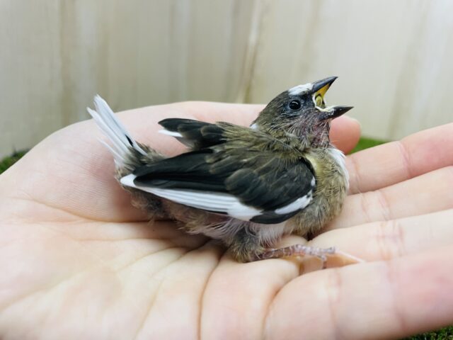 十姉妹（ジュウシマツ）