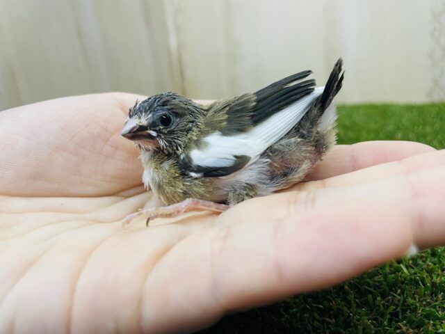 十姉妹（ジュウシマツ）