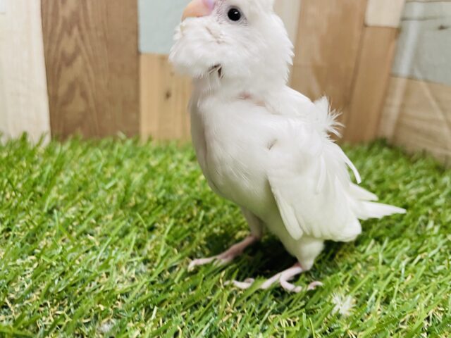 羽衣セキセイインコ