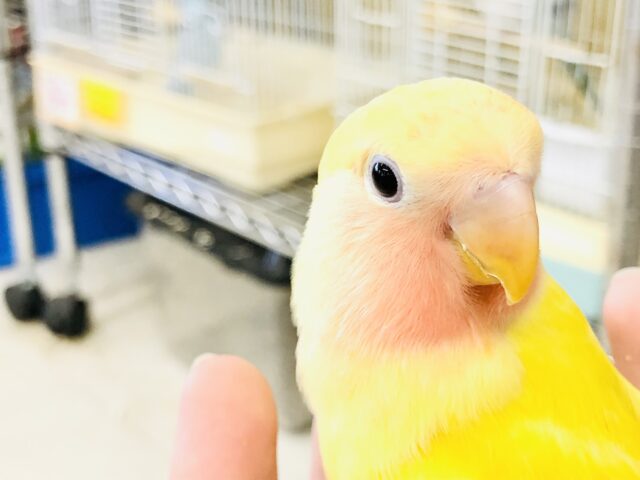 コザクラインコ（小桜インコ）