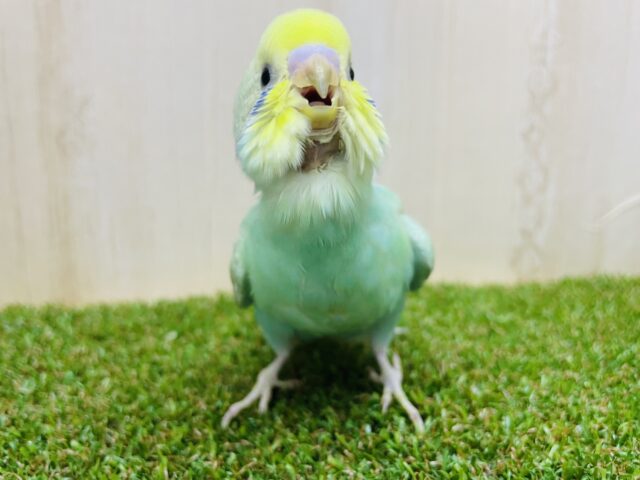 セキセイインコ
